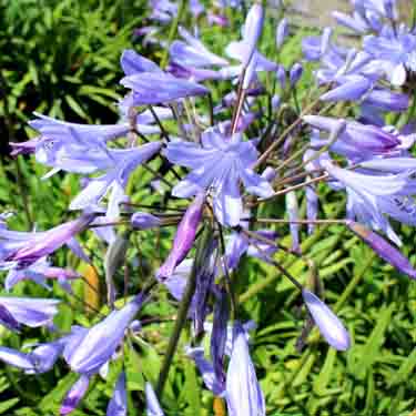 Agapanthus 'Peter Pan' Agapanthus 'Peter Pan'