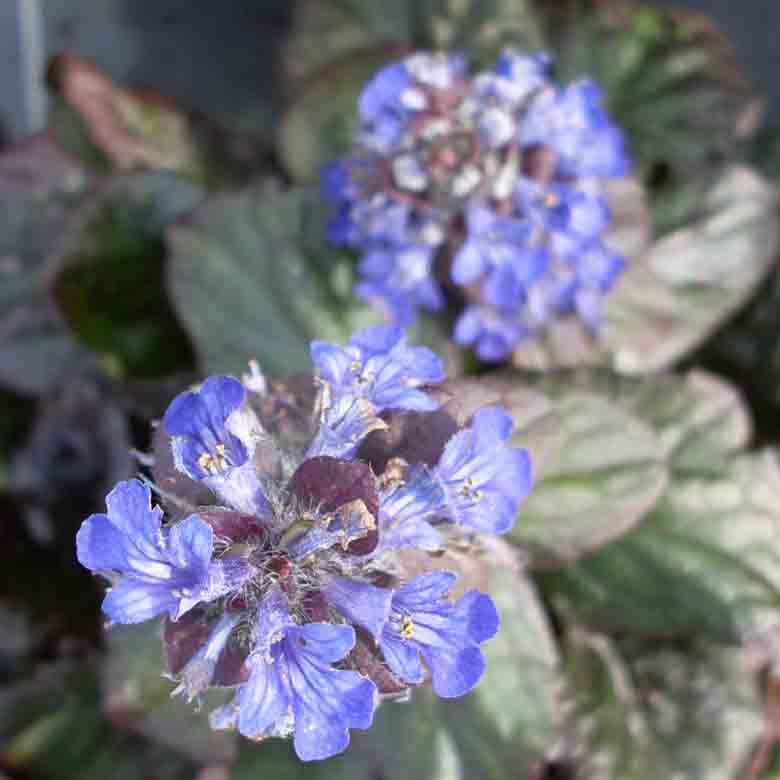 Ajuga 'Catlin's Giant' Ajuga 'Catlin's Giant'