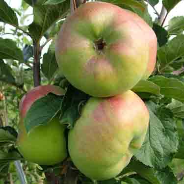 Apple 'Monty's Surprise' M26 Apple 'Monty's Surprise' M26