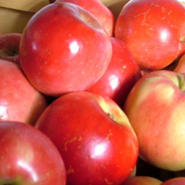 Apple 'Rubee Red' M26 Apple 'Rubee Red' M26