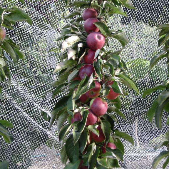 Apple 'Scarlet Spire' Apple 'Scarlet Spire'