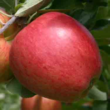 Apple 'Sweetie' M116 Apple 'Sweetie' M116