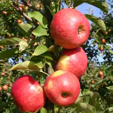 Apple 'Topaz' M26 Apple 'Topaz' M26