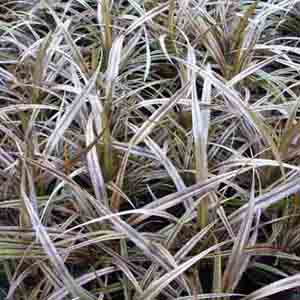 Astelia 'Westland' Astelia 'Westland'