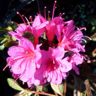 Azalea 'Amoena' Azalea 'Amoena'