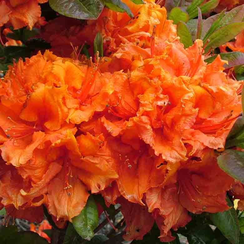 Azalea dec 'Ilam Orange'