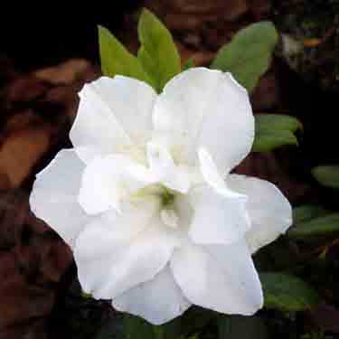 Azalea 'Whitehouse' Azalea 'Whitehouse'