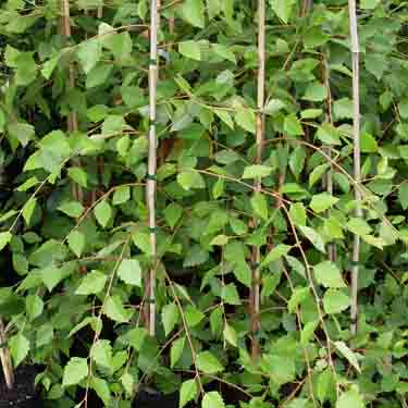 Betula 'Summer Cascade'