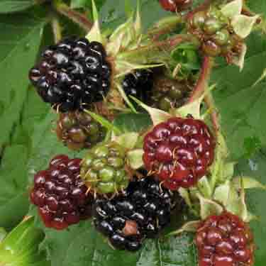 Blackberry 'Black Satin' Blackberry 'Black Satin'
