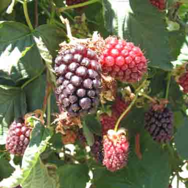 Boysenberry 'Mapua' Boysenberry 'Mapua'