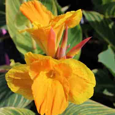Canna 'Tropicanna Gold' Canna 'Tropicanna Gold'