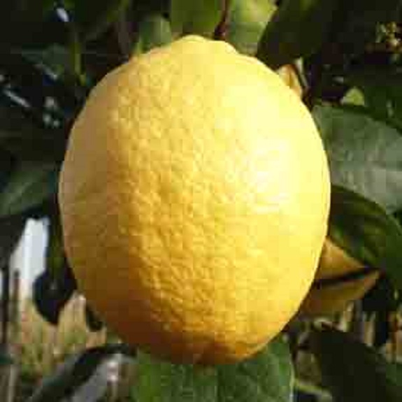 Citrus 'Lemonade' Dwarf Citrus 'Lemonade' Dwarf