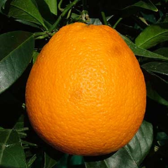 Citrus orange 'Newhall' Dwarf Citrus orange 'Newhall' Dwarf