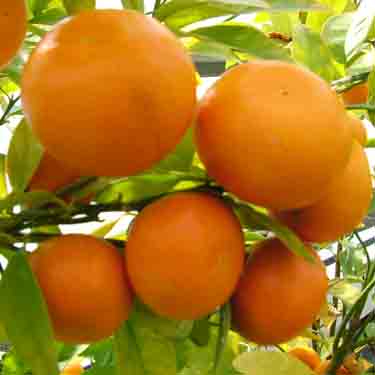 Citrus mandarin 'Afourer' Citrus mandarin 'Afourer'