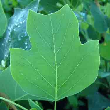 Liriodendron tulipifera 'Arnold'