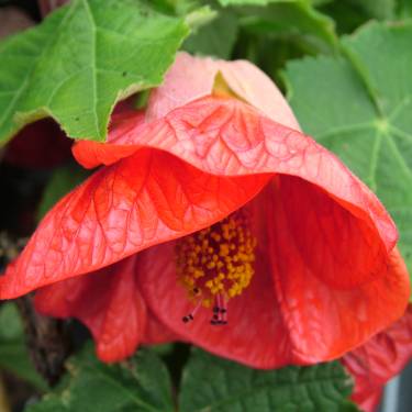 Abutilon 'Ashford Red'