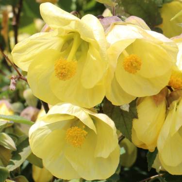 Abutilon 'Buttermilk'