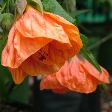 Abutilon 'Defiance'