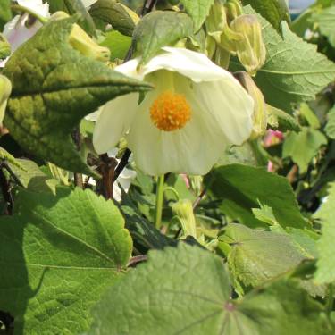 Abutilon 'Moon White'