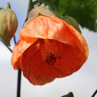 Abutilon 'Peach'