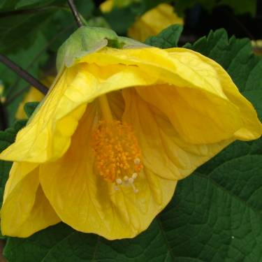 Abutilon 'Yellow'