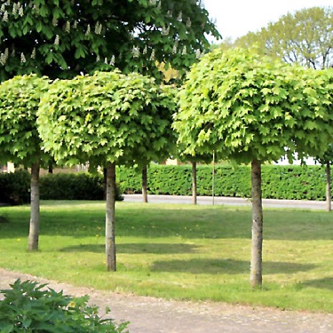 Acer platanoides 'Globosum' 1.2m Std