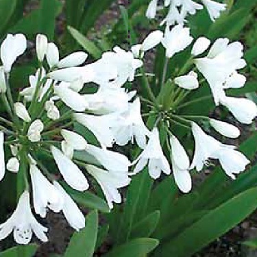 Agapanthus 'Agapetite'