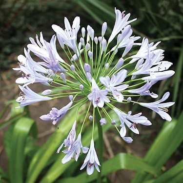 Agapanthus 'Blue Finn'