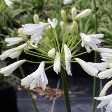 Agapanthus 'Finn'