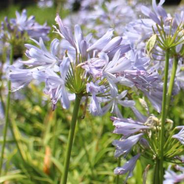 Agapanthus 'Gayles Lilac'