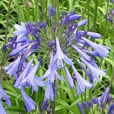 Agapanthus 'Gayles Sapphire'