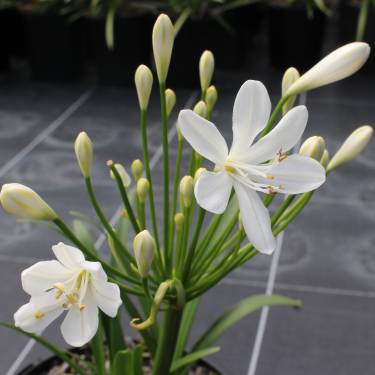 Agapanthus 'Snowball'