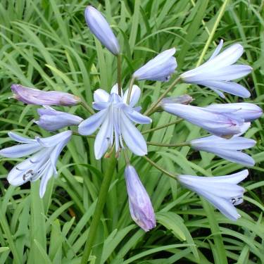 Agapanthus 'Streamline'