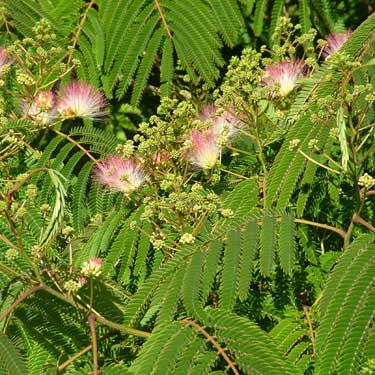 Albizia julibrissen 'Rosea'