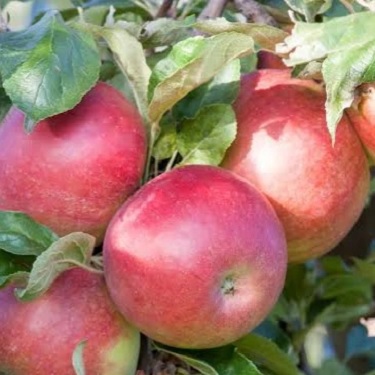 Apple 'Crimson Spire'