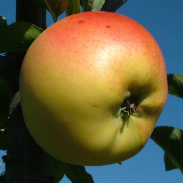 Apple 'Harmonie' M26