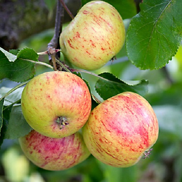 Apple 'Peasgood's Nonsuch' M116