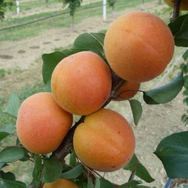 Apricot 'Clutha Early'