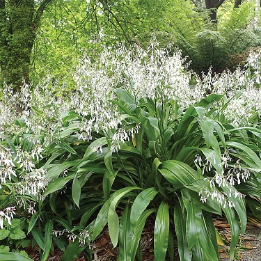 Arthropodium 'Matapouri Bay'