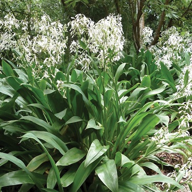 Arthropodium 'Parnell'