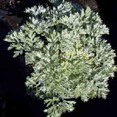 Artemisia 'Powis Castle'