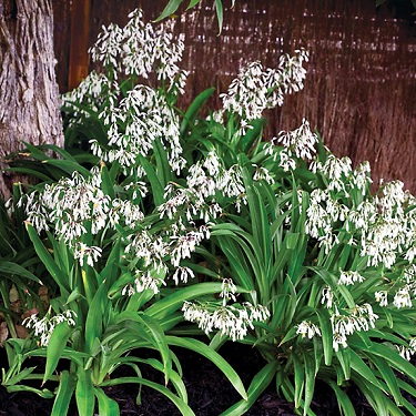 Arthropodium 'Te Puna'