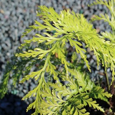 Asplenium bulbiferum