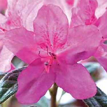 Azalea 'Autumn Amethyst'