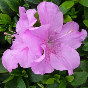 Azalea 'Autumn Lilac'