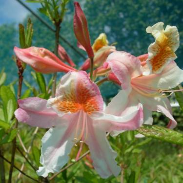 Azalea dec 'Delicatissima'