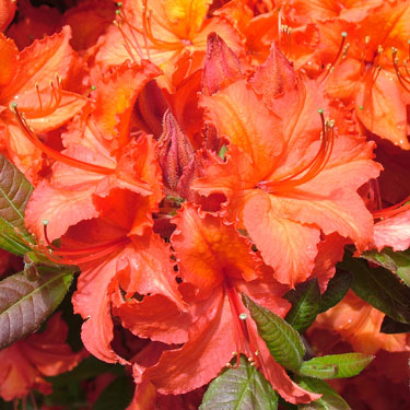 Azalea dec 'Dorothy Corston'