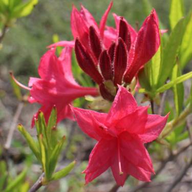 Azalea dec 'Homebush'