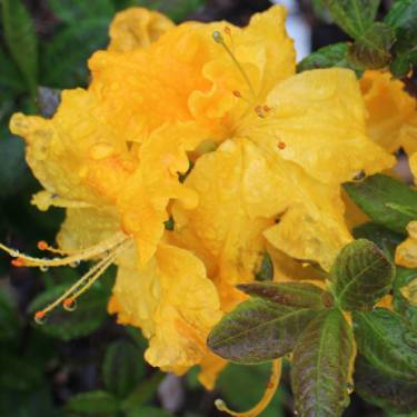 Azalea dec 'Melford Lemon'