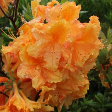 Azalea dec 'Melford Orange'